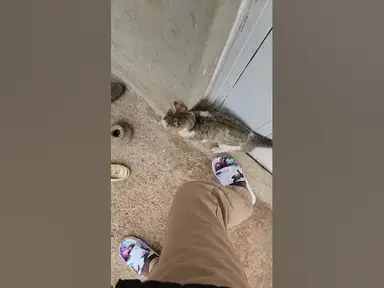 'Video thumbnail for My Neighbour's Cat ? Wierd Behavior When Near Me'