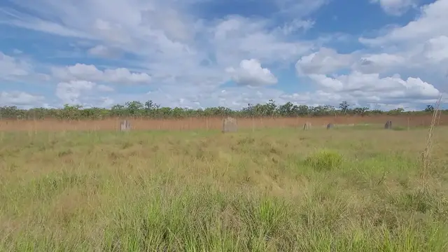 Video thumbnail for Termite mounds at Litchfield National Park