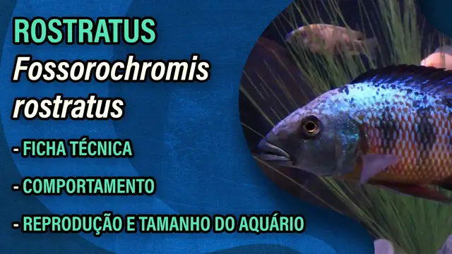 Video thumbnail for Rostratus (Fossorochromis rostratus) - Guia Rápido de Cuidados