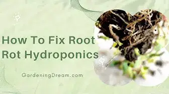 Video thumbnail for How To Fix Root Rot Hydroponics