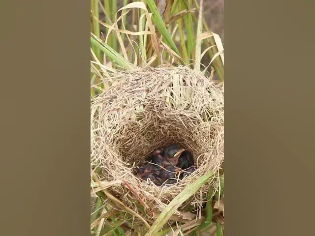 Video thumbnail for Baby Grown Sparrow In Nest EP#018 #nestegg #egglaying #satisfying #nestling #eggproduction  #nesting
