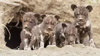 Video thumbnail for Wild Dog Puppies Emerge for the First Time - Super Cute!