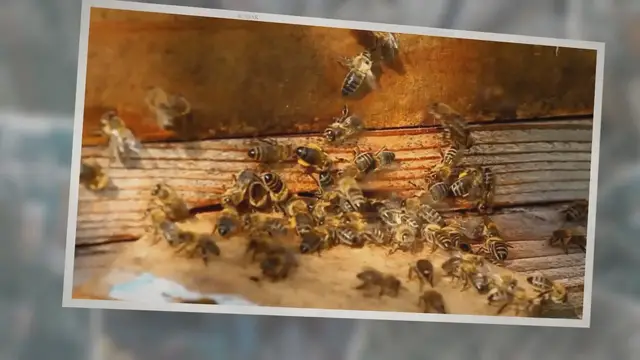 'Video thumbnail for Do Bees Sleep Holding Their Legs And Feet? The Answer Will Amaze You!'