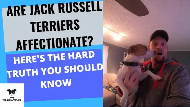Video thumbnail for Are Jack Russell Terriers Affectionate? [Here's The Truth]