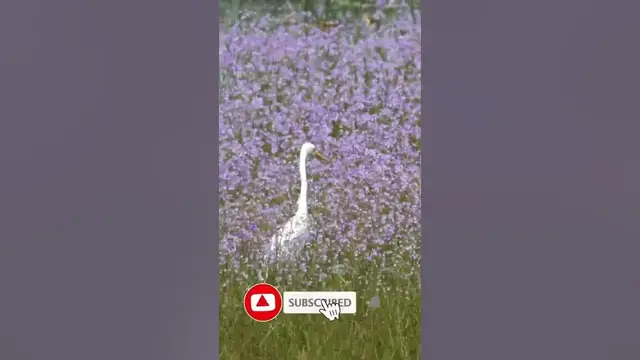Video thumbnail for Little egret in Manawila Wilpattu national park #shorts