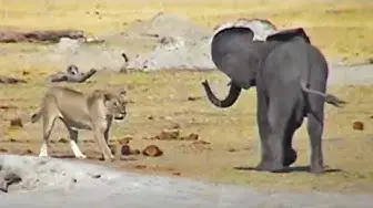 Video thumbnail for Baby Elephant Tries Fighting Lions