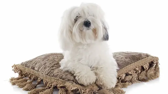 Video thumbnail for Coton de tulear – pies, którego sierść przypomina bawełnę. Poznaj tę rasę!
