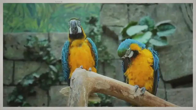 Video thumbnail for Macaw Hyacinth