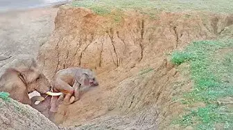Video thumbnail for Baby Elephant Stuck on Cliff Gets Helping Hand