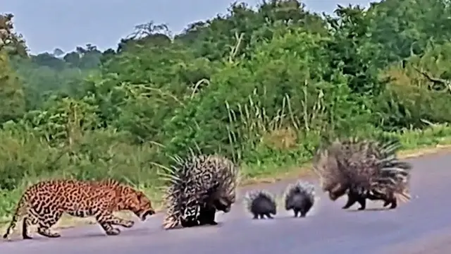 Video thumbnail for Porcupine Parents Protect Babies from Leopard