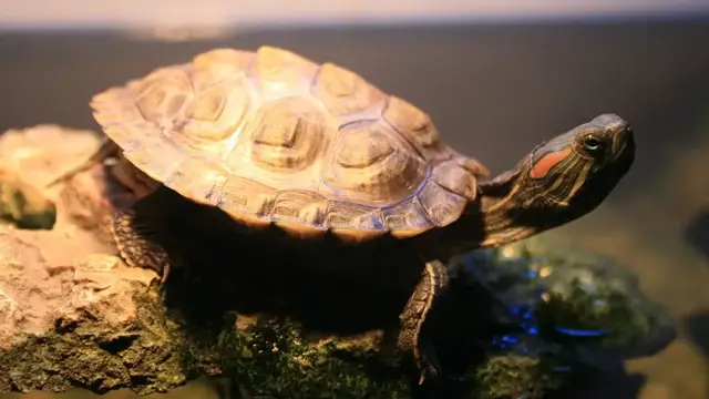 Video thumbnail for Żółw wodno-lądowy – poznaj gatunki żółwi i ich potrzeby związane z hodowlą