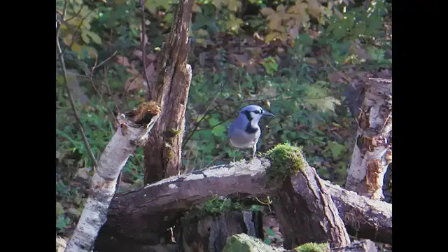 Video thumbnail for Backyard Photo studio