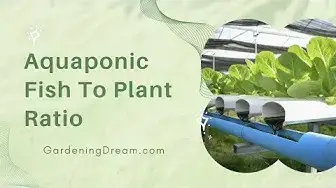 Video thumbnail for Aquaponic Fish To Plant Ratio
