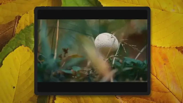 'Video thumbnail for Monotub Polyfill ( Best For Mushroom? ) - Pointer Verse'