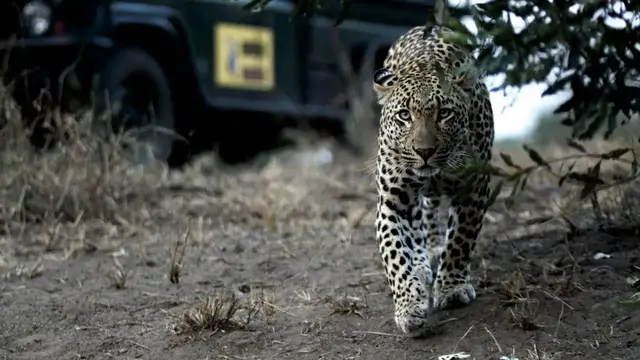 Video thumbnail for Mala Mala Realtime Leopard Sighting!