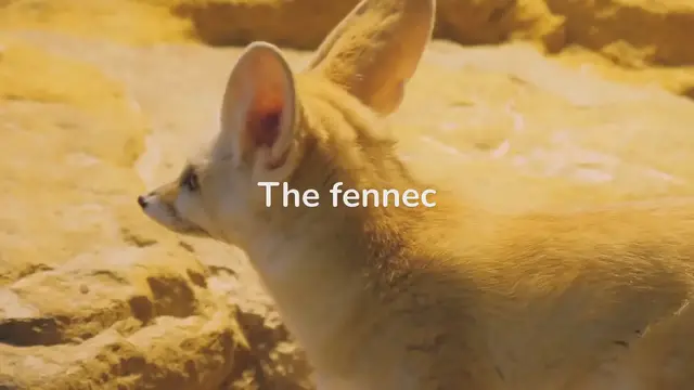 Video thumbnail for Fennec Fox Behavior