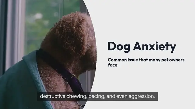 Video thumbnail for Dog Anxiety Solutions