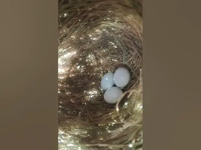 Video thumbnail for Top egg Bird