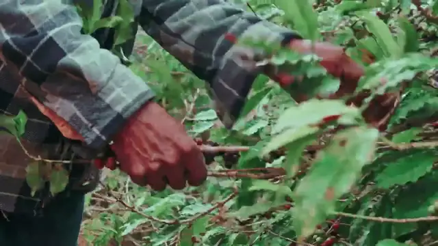 Video thumbnail for Êxodo Rural (short doc).mp4