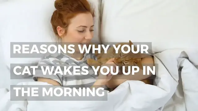 'Video thumbnail for WHY YOUR CAT WAKES YOU UP IN THE MORNING'