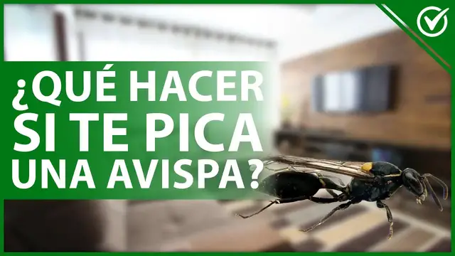 Video thumbnail for 🐝 ¿Qué hacer y cómo CURARTE si una AVISPA te PICA? - Síntomas de alergia 🤕🐝