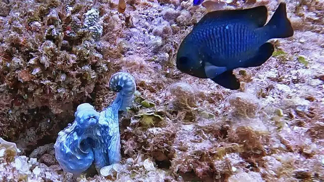 'Video thumbnail for Octopus Punches Fish to Defend Itself'