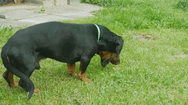 'Video thumbnail for sing of health problems in dogs'