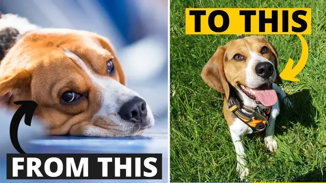 Video thumbnail for How to make your Beagle Confident