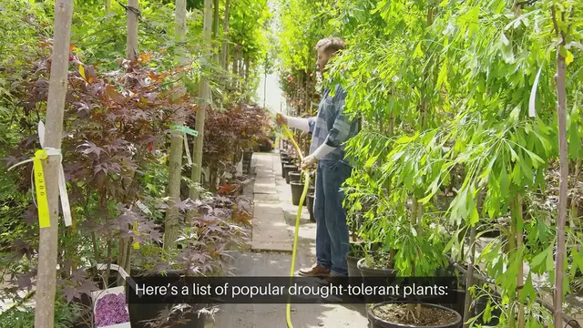 Video thumbnail for Drought Tolerant Plants List