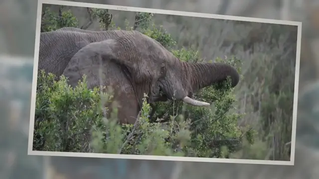 'Video thumbnail for What Do Wild Elephants Eat?'