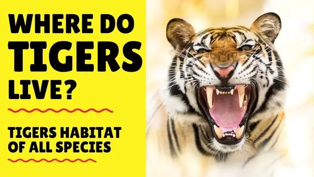 Video thumbnail for Where do Tigers Live - Tigers Habitat - Where are Tigers Found