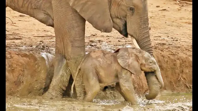 Video thumbnail for Elephant Herd Helps Rescue a Baby That's Stuck in a Waterhole