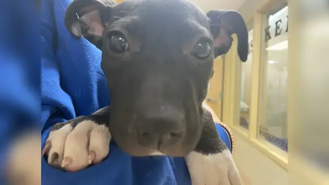 'Video thumbnail for Pet of the Week'