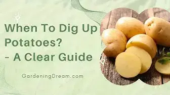 Video thumbnail for When To Dig Up Potatoes? – A Clear Guide