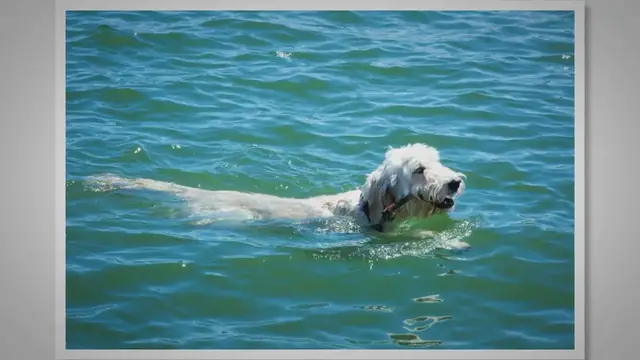 'Video thumbnail for Summary - How To Make Swimming Fun for Dogs'