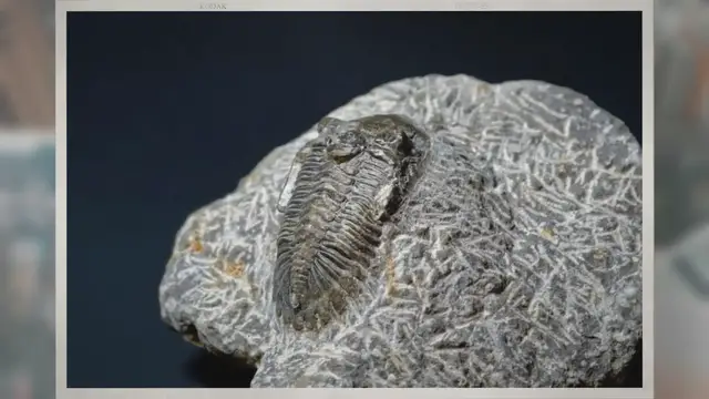 Video thumbnail for Where Are Trilobite Fossils Found?