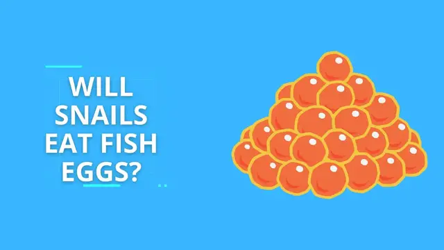 Video thumbnail for Will Snails Eat Fish Eggs? List of Snail Species Not To Keep Around Your Eggs