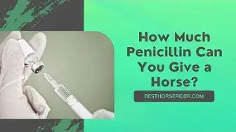 Video thumbnail for How Much Penicillin Can You Give a Horse?