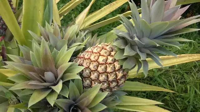 Video thumbnail for Is Pineapple A Fruit Or An Edible Flower?