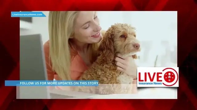 Video thumbnail for Pet insurance market will be worth nearly $38 8 billion by 2030