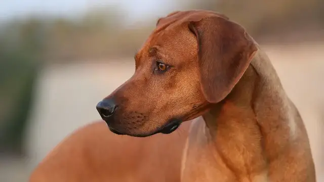 Video thumbnail for Rhodesian ridgeback – rasa o niezwykłym temperamencie. Poznaj ją bliżej!