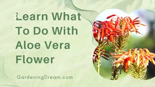 Video thumbnail for Learn What To Do With Aloe Vera Flower