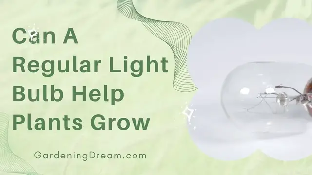Video thumbnail for Can A Regular Light Bulb Help Plants Grow