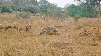 Video thumbnail for Leopard vs Wild Dogs vs Hyenas vs Impala
