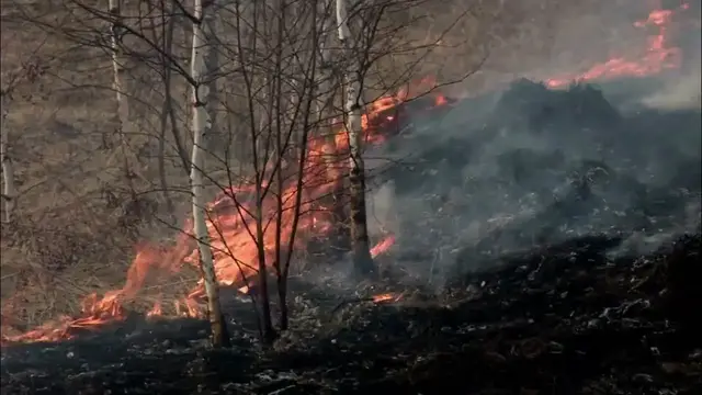 Video thumbnail for Human Effects On Wildlife