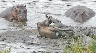 Video thumbnail for Hippos Save Wildebeest from Crocodiles!