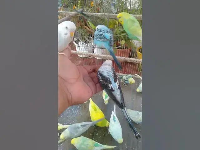 Video thumbnail for 🎶 “Um minuto de tranquilidade — Quer mais Veja 2h de natureza viva 🎧”