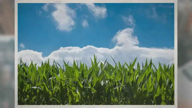 Video thumbnail for Do Farms Make Money?