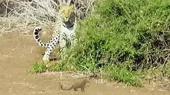 Video thumbnail for Leopard Chases Mongoose in a Game of Cat and Mouse