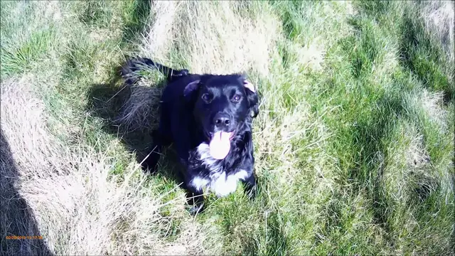 Video thumbnail for Cocker Spaniel Puppy sit and stay